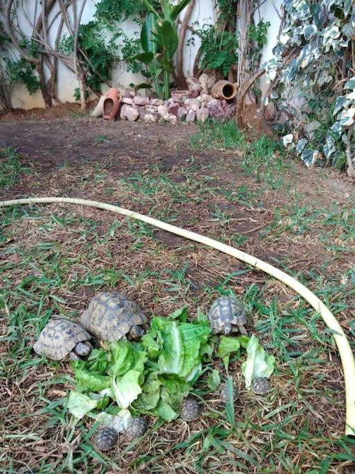Etage De Villa Avec Jardin, Pres De L'Aireport Et Parking Prive Arjana Zewnętrze zdjęcie